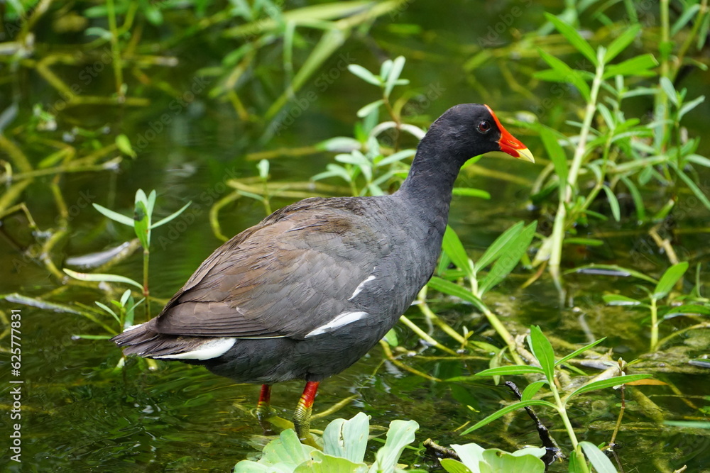 Common Gallinule Common Gallinule