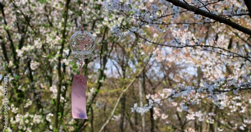 Wallpaper Mural Yuantouzhu is one of the world's three major cherry blossom viewing resorts, has planted more than 30,000 various types of cherry trees, a total of 100 varieties, is China's largest cherry blossom pla Torontodigital.ca