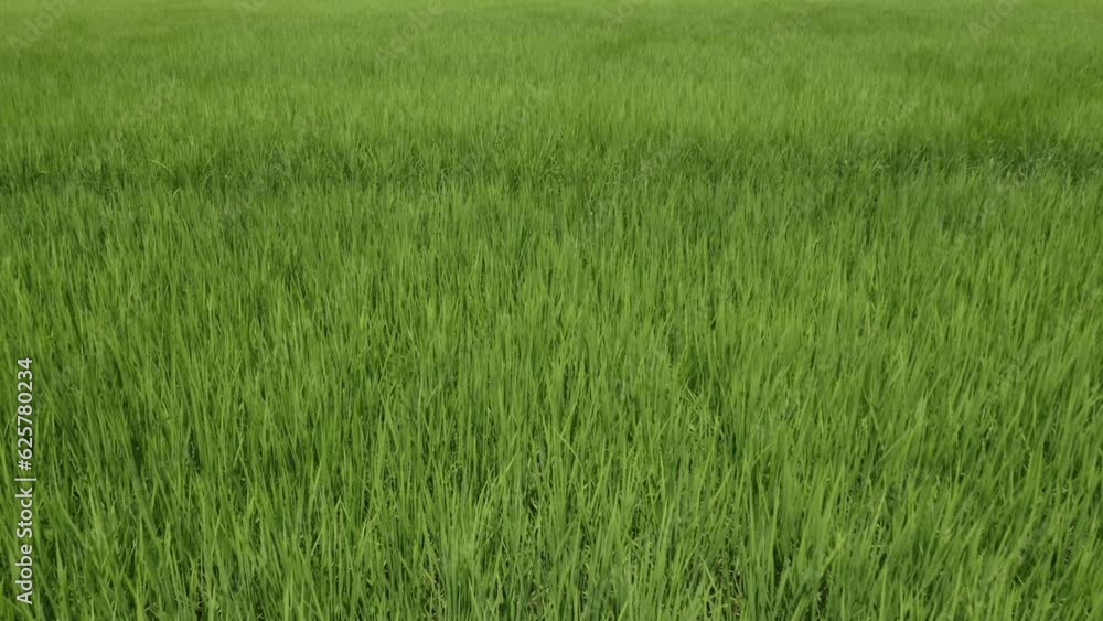 ドローン撮影:風に揺れる田んぼの稲の上を前進 ドローン撮影:風に揺れる田んぼの稲の上を前進