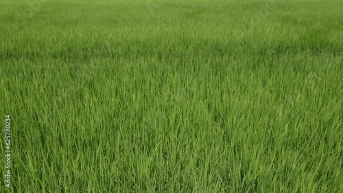 ドローン撮影：風に揺れる田んぼの稲の上を前進