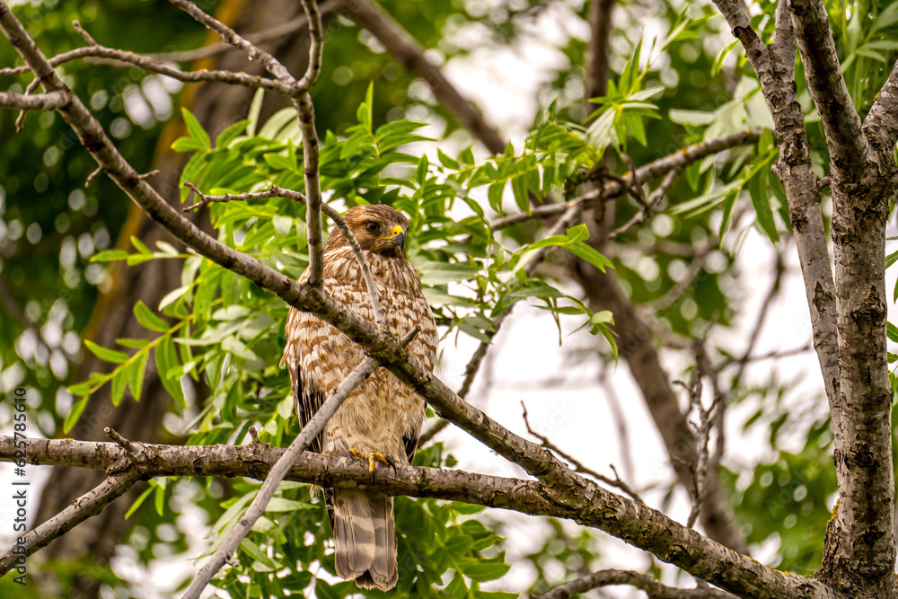 Red-shouldered Hawk sitting on a tree. Red-shouldered Hawk sitting on a tree.
