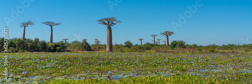 Wall Mural Beautiful Alley of baobabs