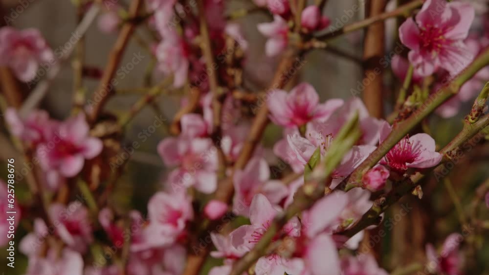 Close up of pink cherry blossoms in summer Close up of pink cherry blossoms in summer