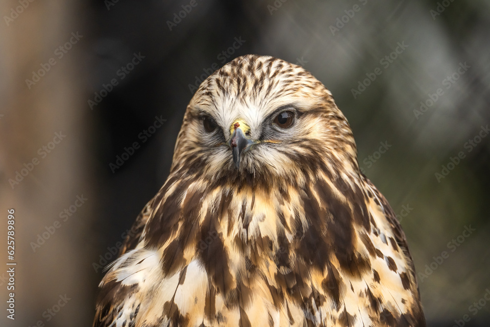 Obraz premium Portrait of Rough Legged Hawk, Grizzly Wolf Discovery Centre, Yellowstone National Park.
