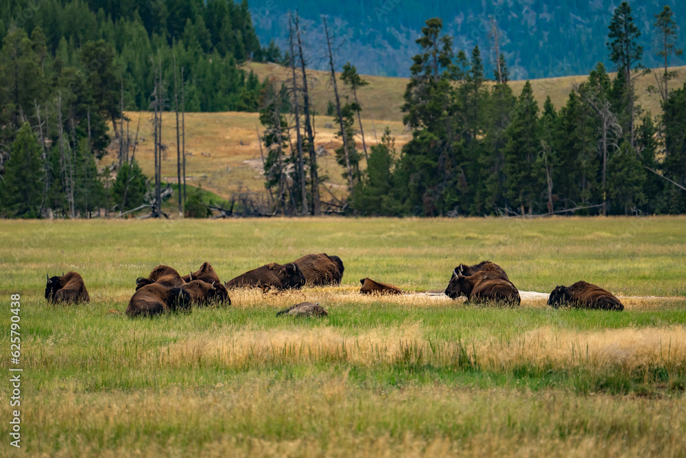 A herd of bisons feeding in the meadow in Yellowstone National Park.
