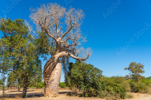 Baobabs of love near the Baobab trees alley in Morondava. blue sky background photo