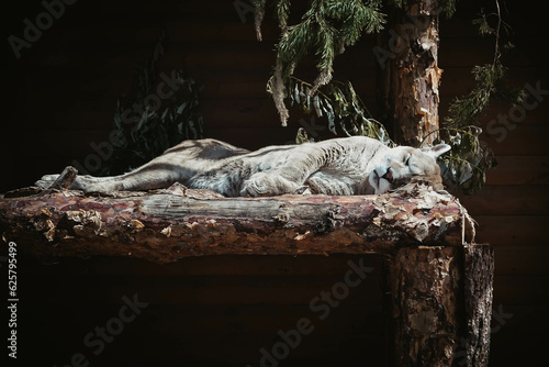 A beautiful puma sleeping on a tree in a wooded area on a brown background.