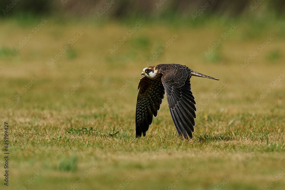 Fototapeta premium Red-footed falcon (Falco vespertinus)