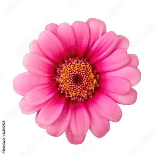 pink gerber daisy © SaraY Studio 