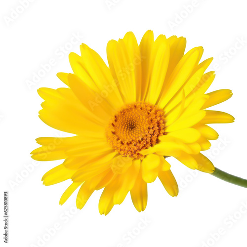 yellow gerbera daisy