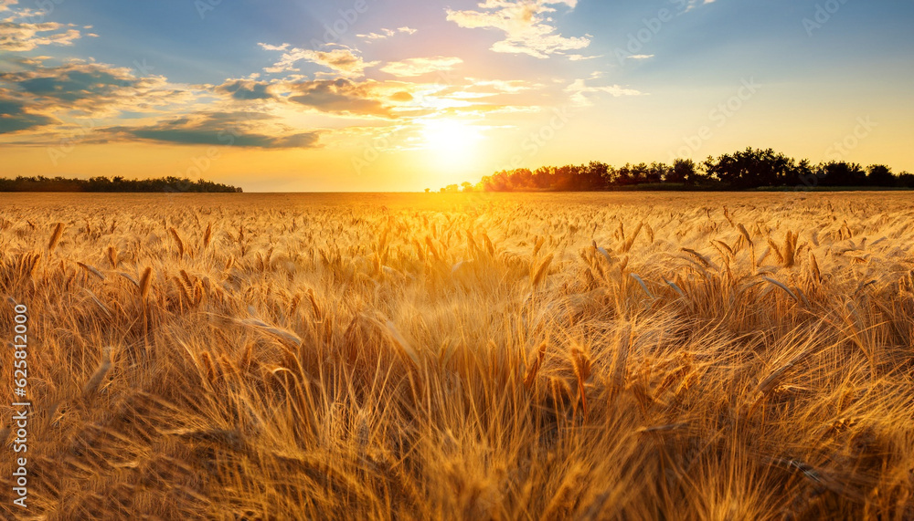 Golden wheat field with sky with clouds and sun on sunset in background