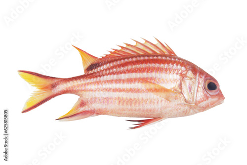 Soldier fish or squirrelfish isolated on white background.