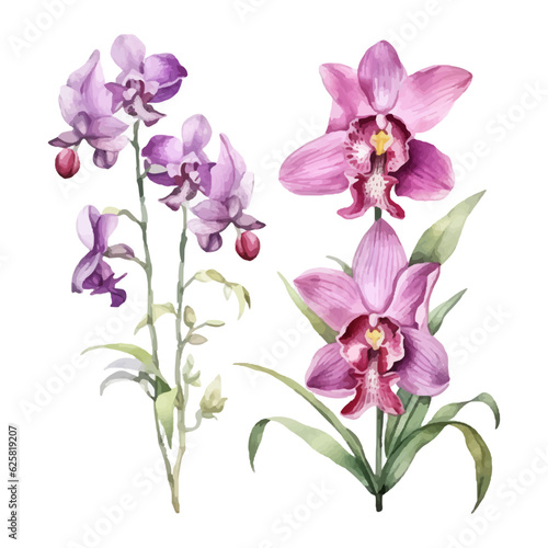 orchid flower set watercolor vector illustration.isolated white background. wedding invitation  print  sublimation  mug  tshirt  tumbler