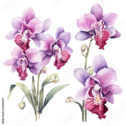 orchid flower set watercolor vector illustration.isolated white background. wedding invitation, print, sublimation, mug, tshirt, tumbler