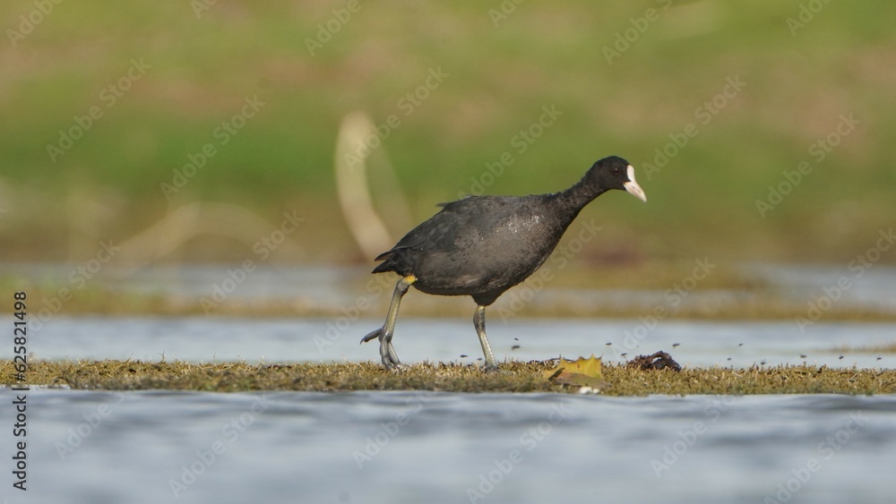 Fototapeta premium Tiruchirapalli,Tamilnadu, india-june 23 2023 black duck search food on the water