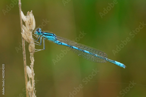 Closeup on a nice blue Dainty damselfly, Coenagrion scitulum perched on a dried straw of grass