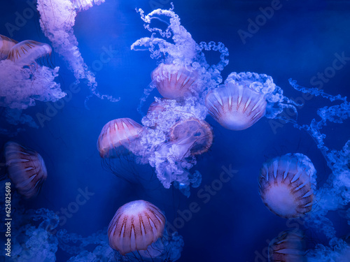 Chrysaora fuscescens, medusas vulgarmente conocidas como ortigas del pacifico, flotan ingrávidas con lentos movimientos en un acuario