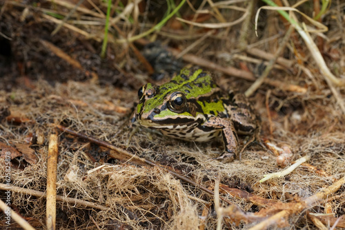 Closeup on the Eurasian marsh frog, Pelophylax ridibundus sitting in dried grass