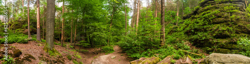 Panoramic view over magical enchanted fairytale forest with moss  lichen and fern at the hiking trail Malerweg in the national park Saxon Switzerland near Dresden  Saxony  Germany.