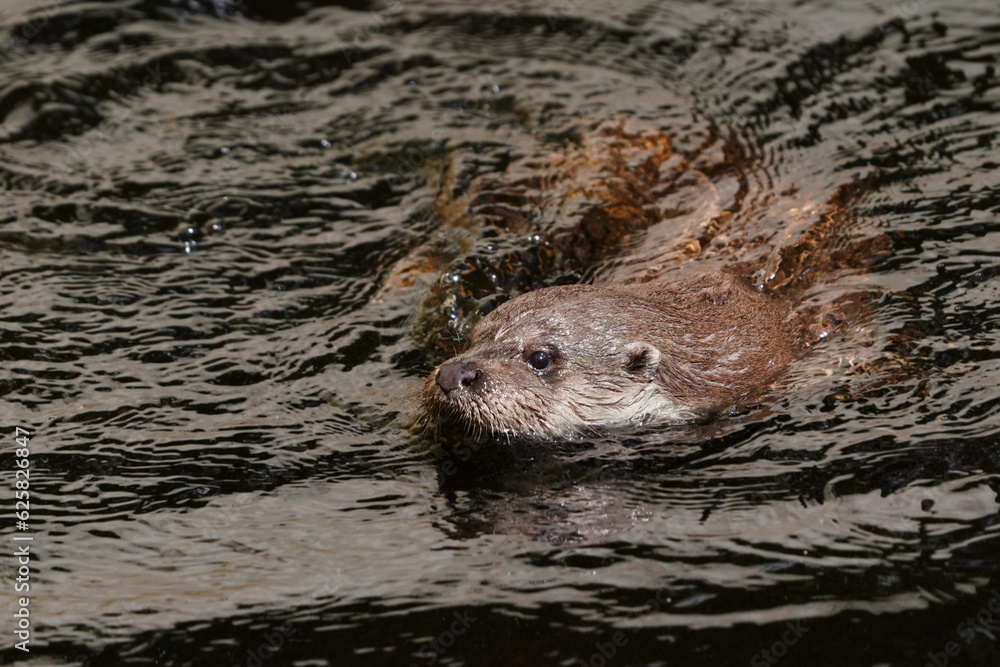 European river otter, Lutra lutra, swimming on back in clear water. Adorable fur coat animal with long tail. Endangered fish predator in nature. European river otter, Lutra lutra, swimming on back in clear water. Adorable fur coat animal with long tail. Endangered fish predator in nature.
