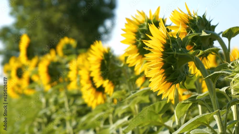 Beautiful sunflowers in the field turn towards the sun Beautiful sunflowers in the field turn towards the sun