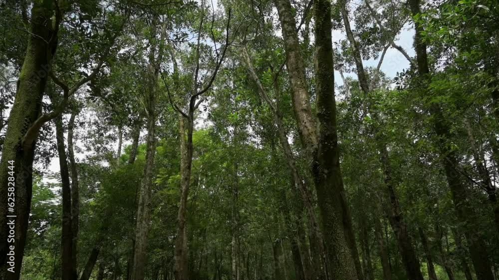 Walking through the lush foliage trees in forest park under morning sunlight. Scenery of outdoor nature green wood in rainy season. Moving forward slow motion scene. Walking through the lush foliage trees in forest park under morning sunlight. Scenery of outdoor nature green wood in rainy season. Moving forward slow motion scene.