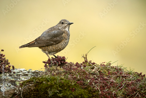 Adult female of Rufous-tailed rock thrush within her breeding territory in a high mountain area with the first light of dawn