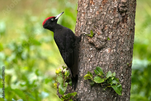Adult male Black woodpecker in an apple tree with the first light of dawn in a forest of fruit and oak trees