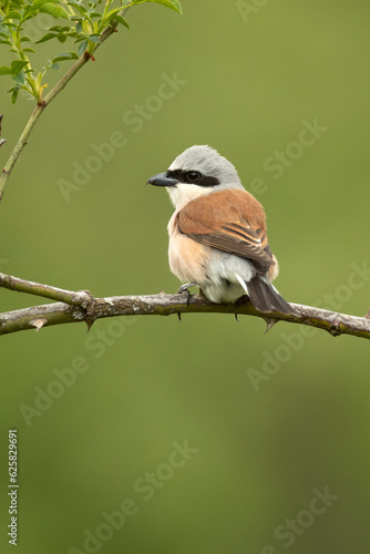Red-backed shrike male in early morning light in a thorny bush on his breeding territory in an oak forest in spring