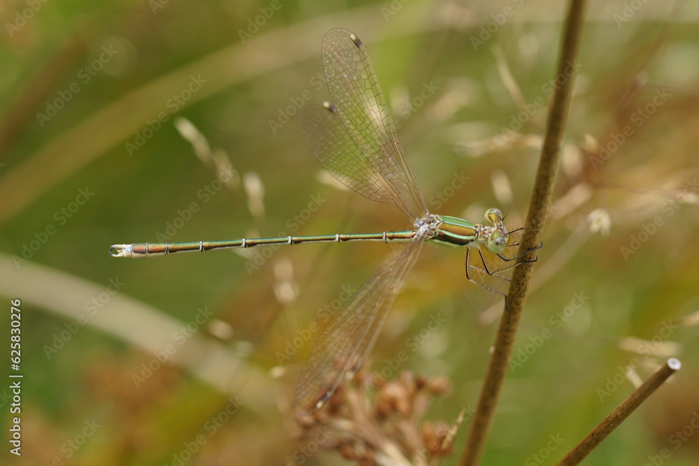 Closeup on a migrant spreadwing or shy emerald damselfly, Lestes barbarus hanging in the vegetation