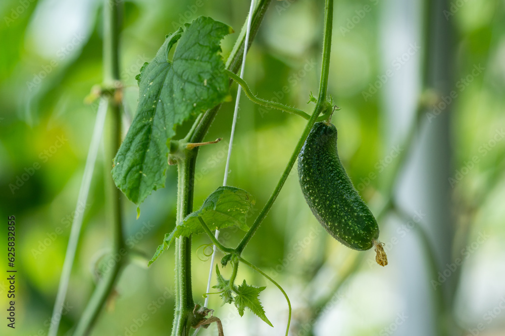 Naklejka premium Plants in greenhouse. Greenhouse Cucumber. Cucumber plants growing. Cucumber (Cucumis sativus)