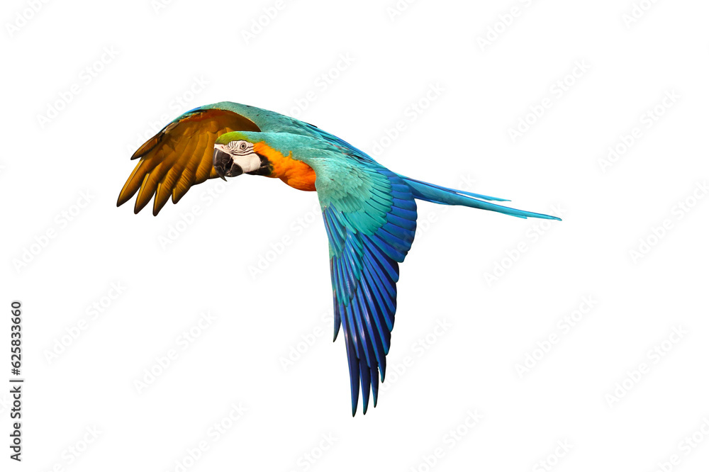 Fototapeta premium Gracefully flying parrot isolated on transparent background png file
