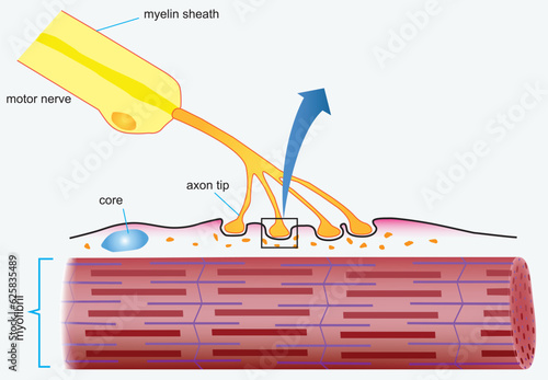 Motor units in muscular system with fibers neuron anatomy outline diagram. Labeled educational medical scheme with myofibril and muscle fiber closeup vector illustration. Nerve functional contraction photo