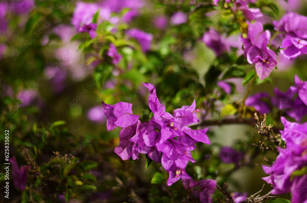 Purple flowers Purple flowers