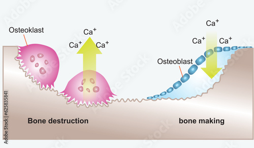 Bone Biology. Role of RANK, RANKL, and OPG. remodeling. Bone is broken down by osteoclasts, and rebuilt by osteoblasts. Receptor activator of RANKL is the mediator of bone resorption