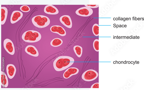Informative poster of chondrocyte illustration
 photo