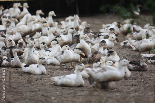 Elevage de canard gras, grippe aviaire, confinement © Charles LIMA