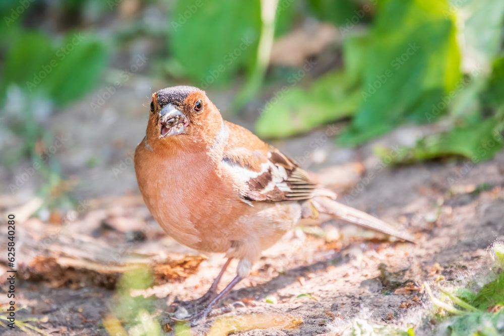 Common chaffinch, Fringilla coelebs, sits on the ground in spring. Common chaffinch in wildlife. Common chaffinch, Fringilla coelebs, sits on the ground in spring. Common chaffinch in wildlife.