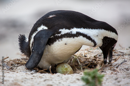 Father penguin hatches an egg on the nest 