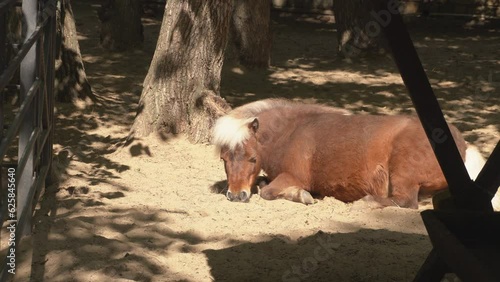 Brown little cute pony eats grass in a paddock on a farm on a sunny summer day