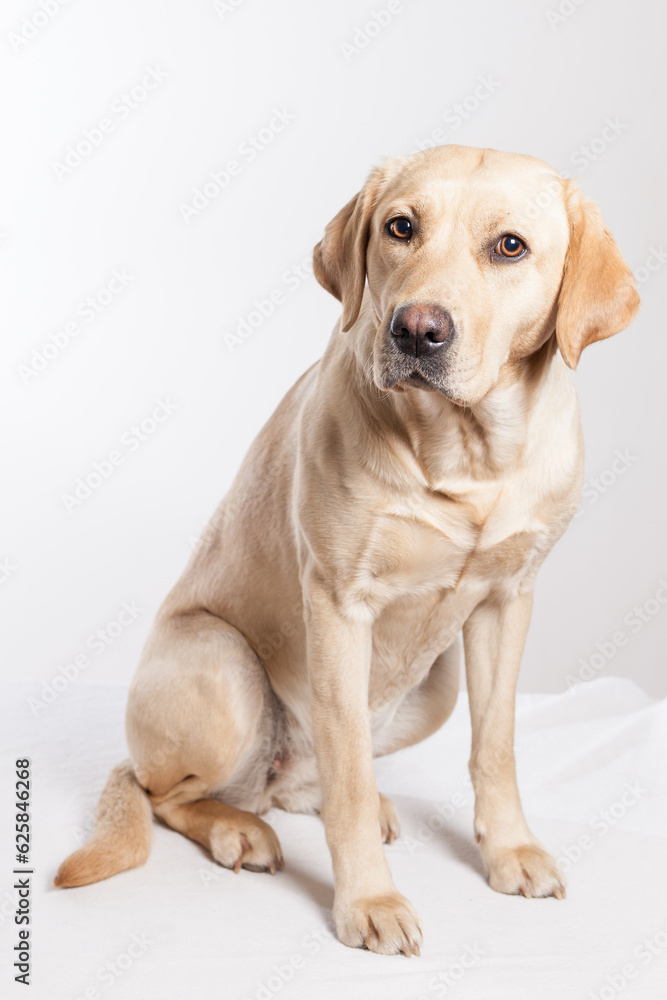 a golden lab sitting in studio looking into camera