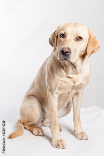 a golden lab sitting in studio looking into camera