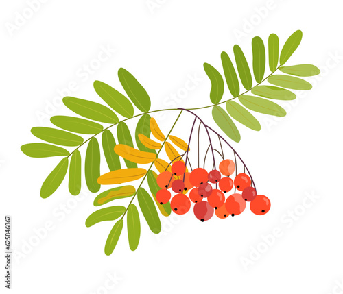 Autumn icon of a rowan branch with orange and red berries, with green and yellow leaves on a transparent and white background. Beautiful bunch of mountain ash close-up. Vector illustration in cartoon