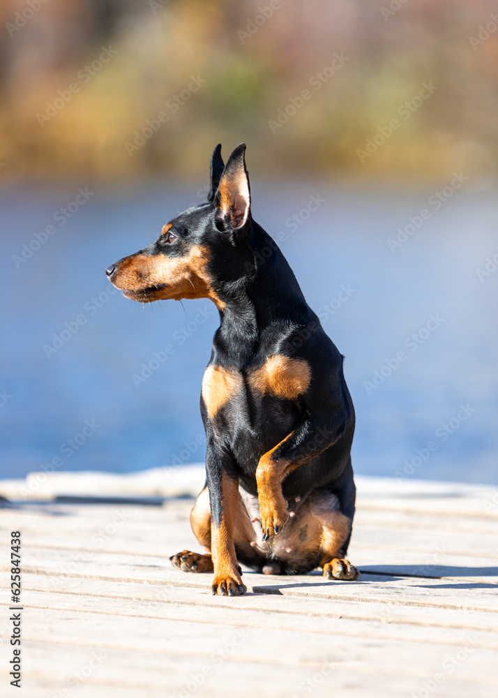 Black-and-brown Miniature Pinscher sits against the background of the river on a wooden deck