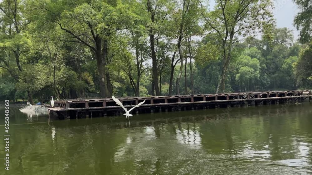 Heron catching a fish, wildlife in the lake, white bird Heron catching a fish, wildlife in the lake, white bird