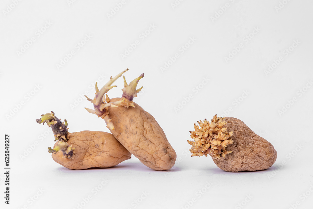 Yellow potatoes with sprouts on a white background. Sprouted potatoes. They are not toxic or poisonous, but it is best not to consume them