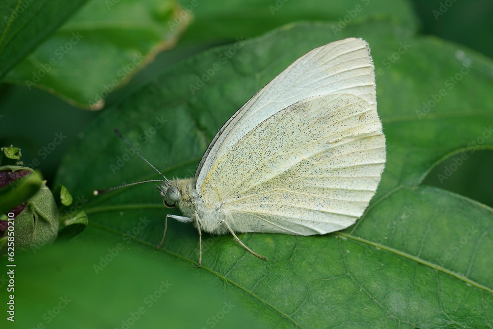 Closeup on the European small white butterfly, Pieris rapae sitting on a green leaf Closeup on the European small white butterfly, Pieris rapae sitting on a green leaf