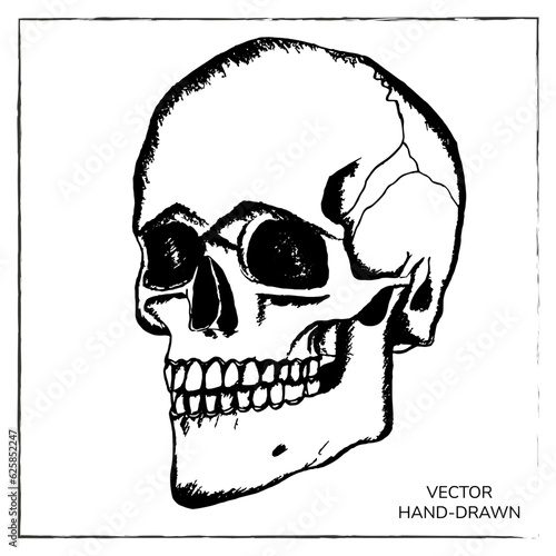 Realistic human skull. Hand drawn black vector illustration. Death symbol. Skull skeleton for halloween, pirate party, archaeological, paleontological magic, alchemy poster, book, game, web
