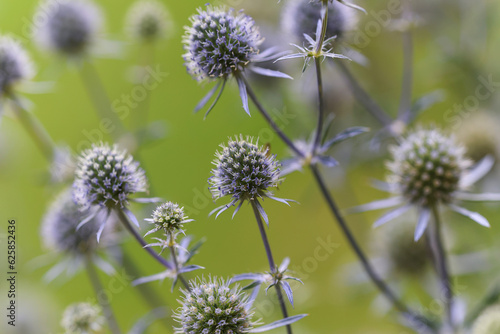 Beautiful blue Eryngium flower plants, who are also known as sea holly. A feast for wild bees and insects.