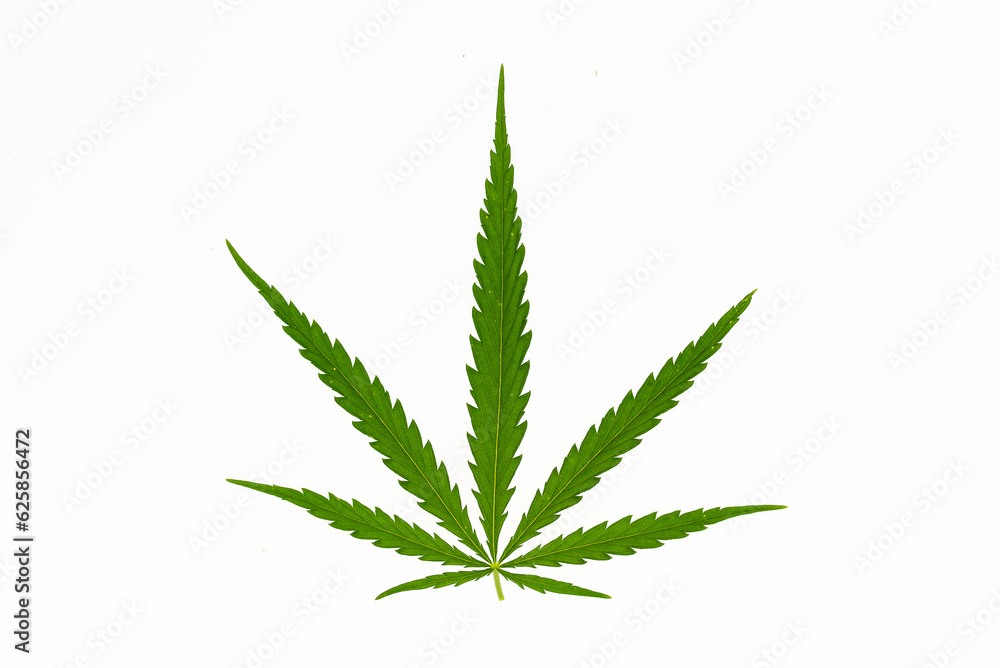 beautiful hemp leaf on a marijuana field under the blue sky with sun and clouds for legalization of medical cannabis products cbd thc illegal drug legal leafes lush dope farm beautiful hemp leaf on a marijuana field under the blue sky with sun and clouds for legalization of medical cannabis products cbd thc illegal drug legal leafes lush dope farm